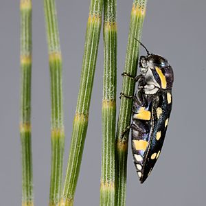 Diphucrania duodecimmaculata, PL3774A, female, on Allocasuarina verticillata, SL, 11.5 × 4.5 mm